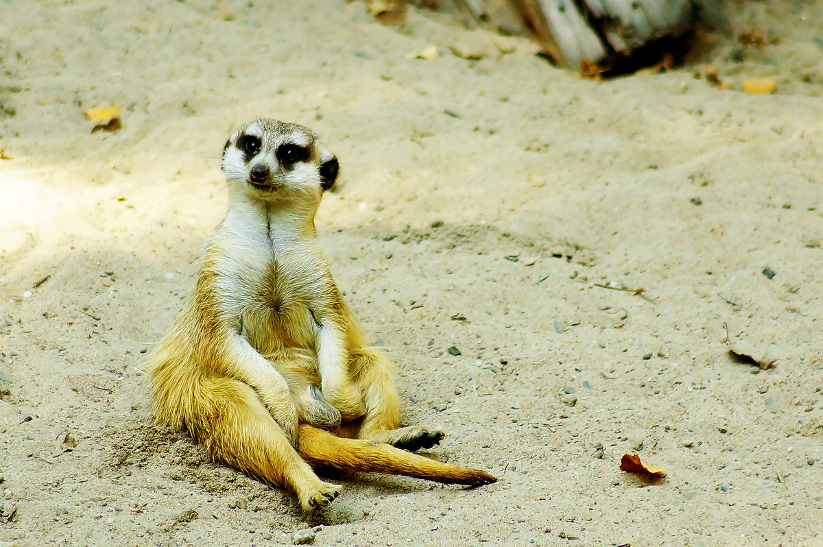 Так, что у нас на повестке? - Сергей Царёв