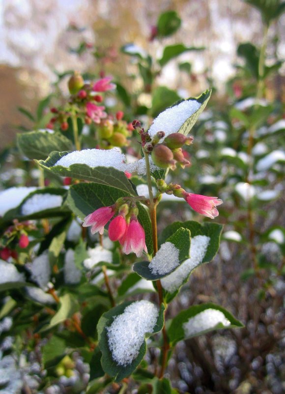 - - София - - София