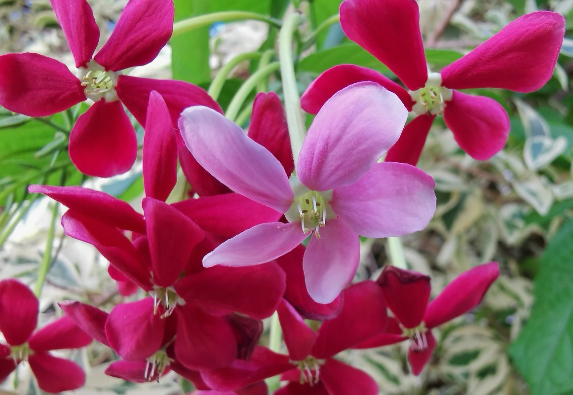 Квисквалис индийский , Quisqualis indica - Александр Деревяшкин