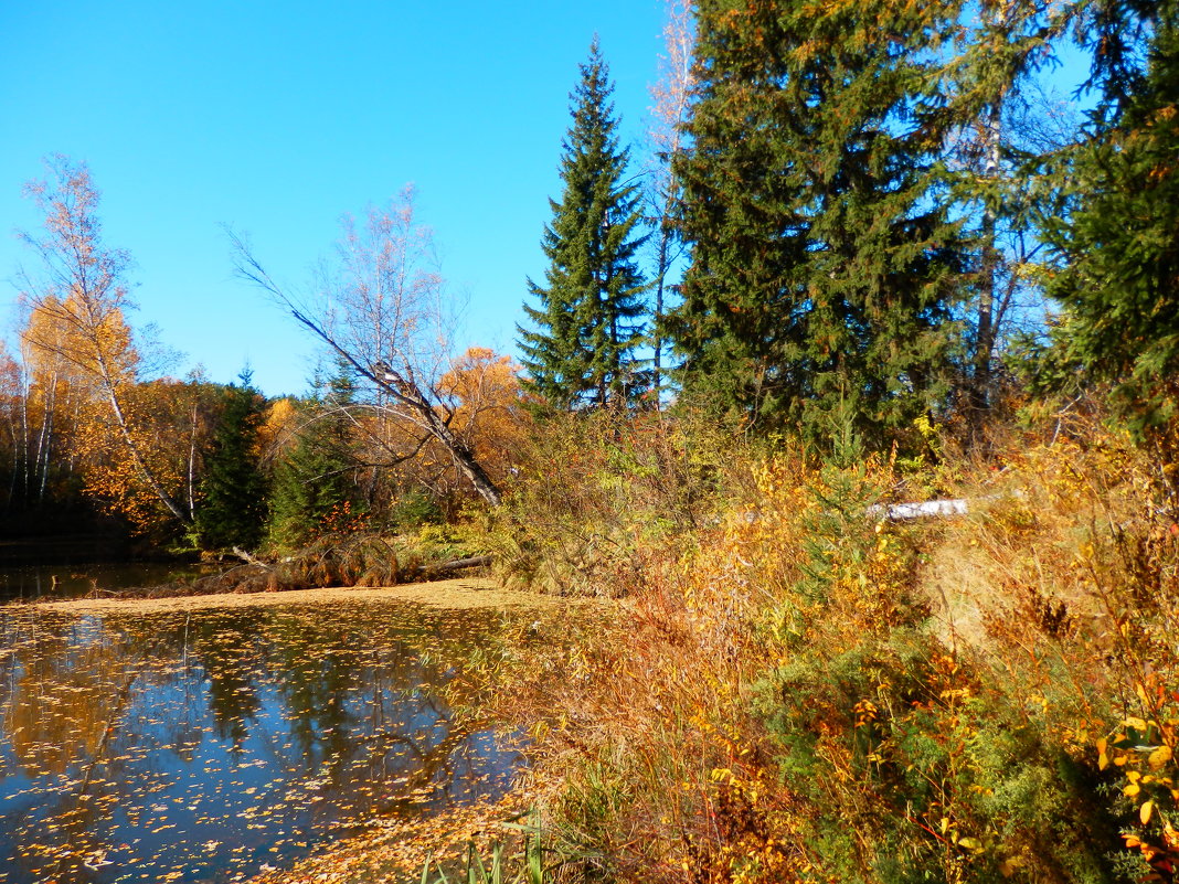 В золоте осени - Владимир Звягин