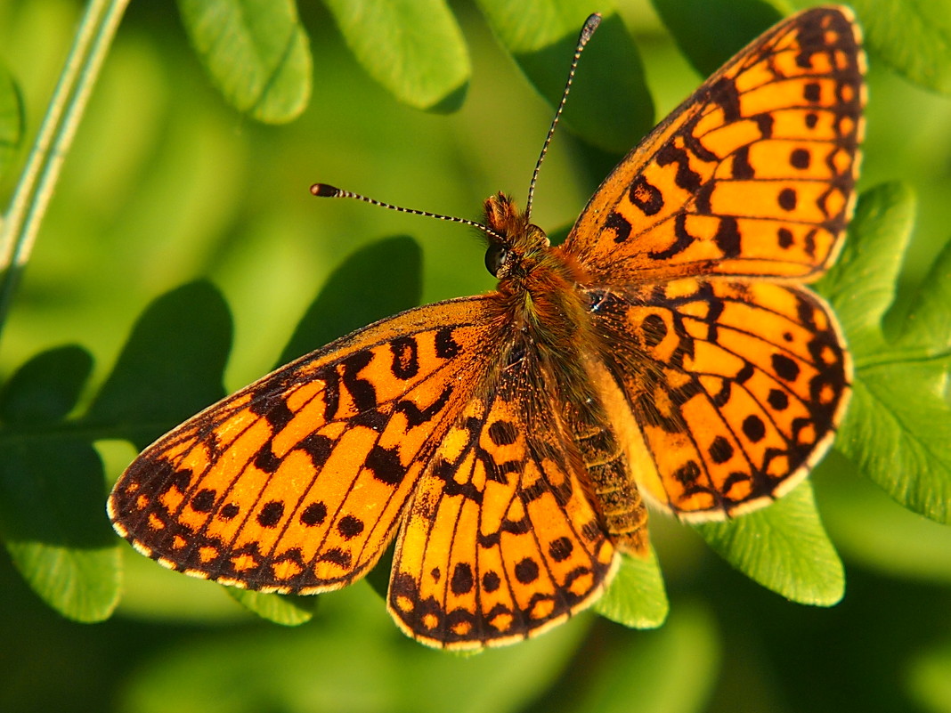 Перламутровка Пандора Argynnis pandora - Lena Li