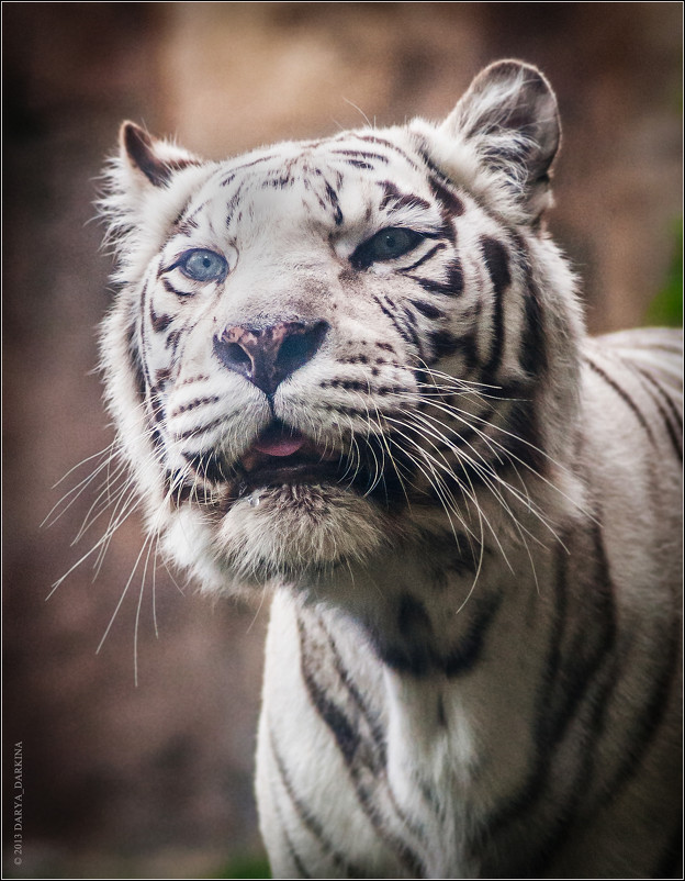 Тигр бенгальский (Panthera tigris bengalensis). - Дарья Даркина