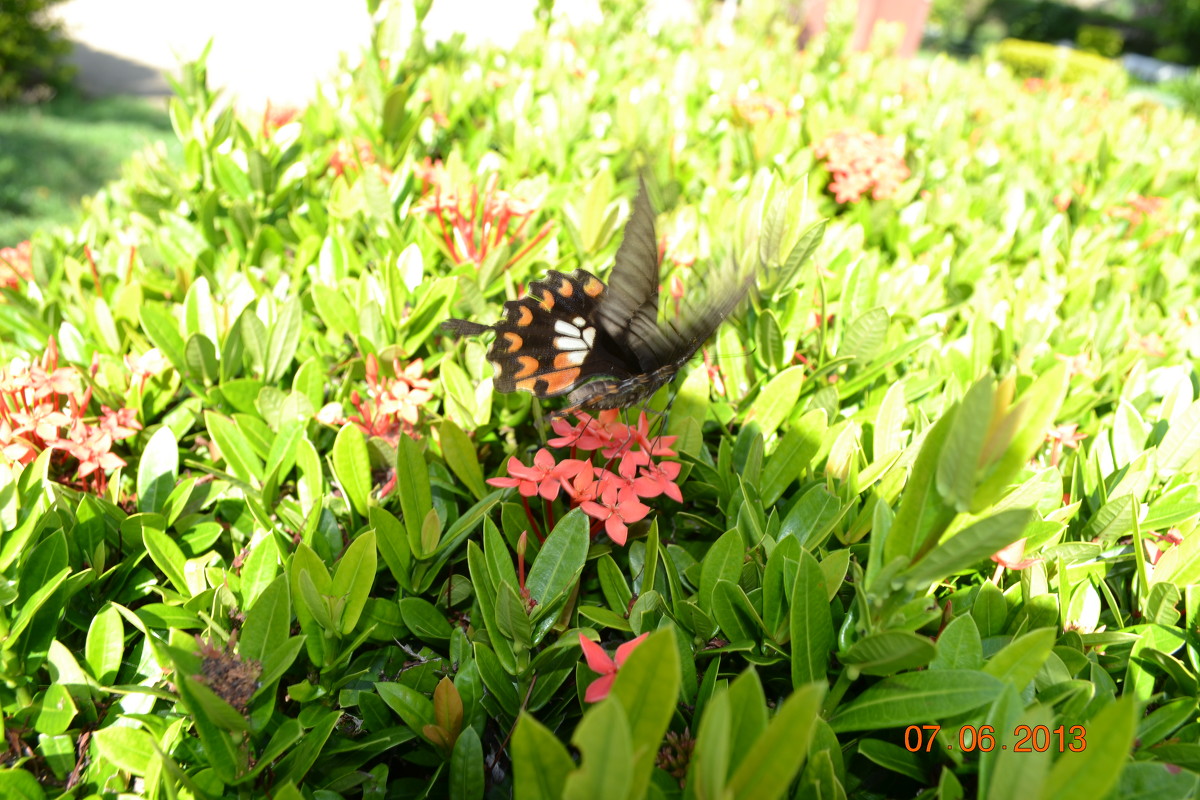 Нежность - Гелла 