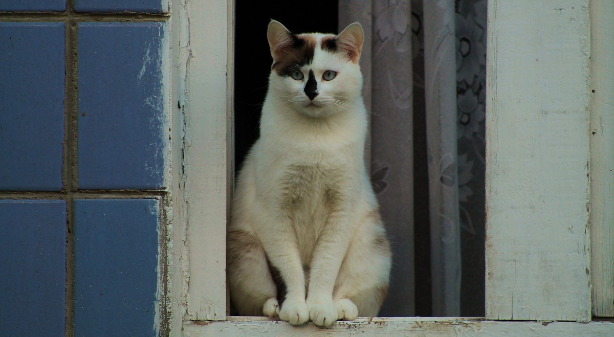 котейка - Вадим Виловатый