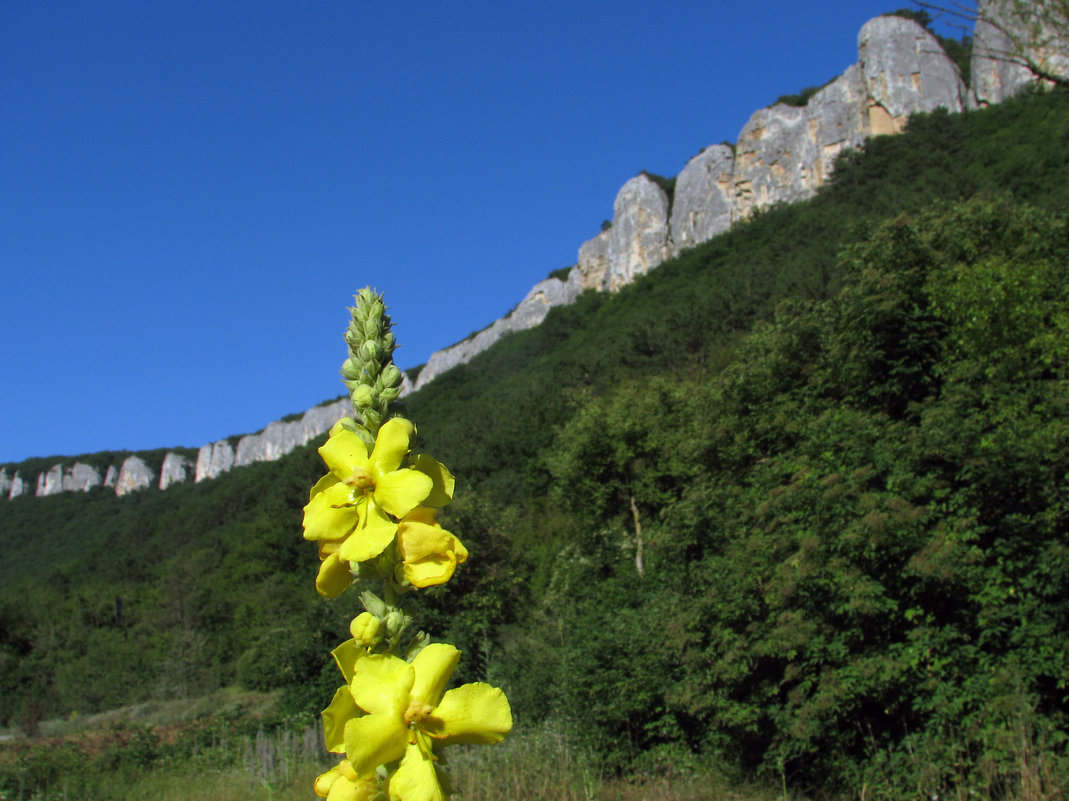 В Крыму - Grey Bishop