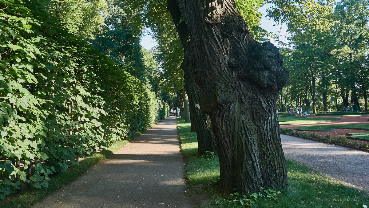 Школьная аллея - Натали Зимина