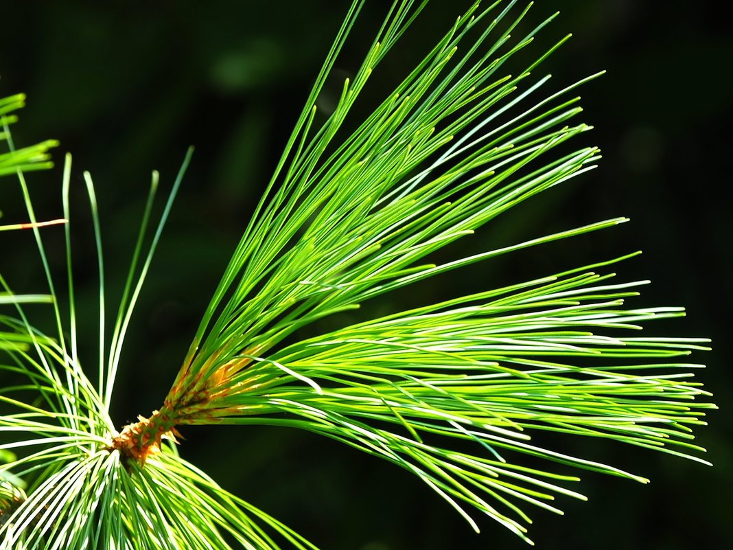 Сосна Веймутова(Pinus strobus) - wea *