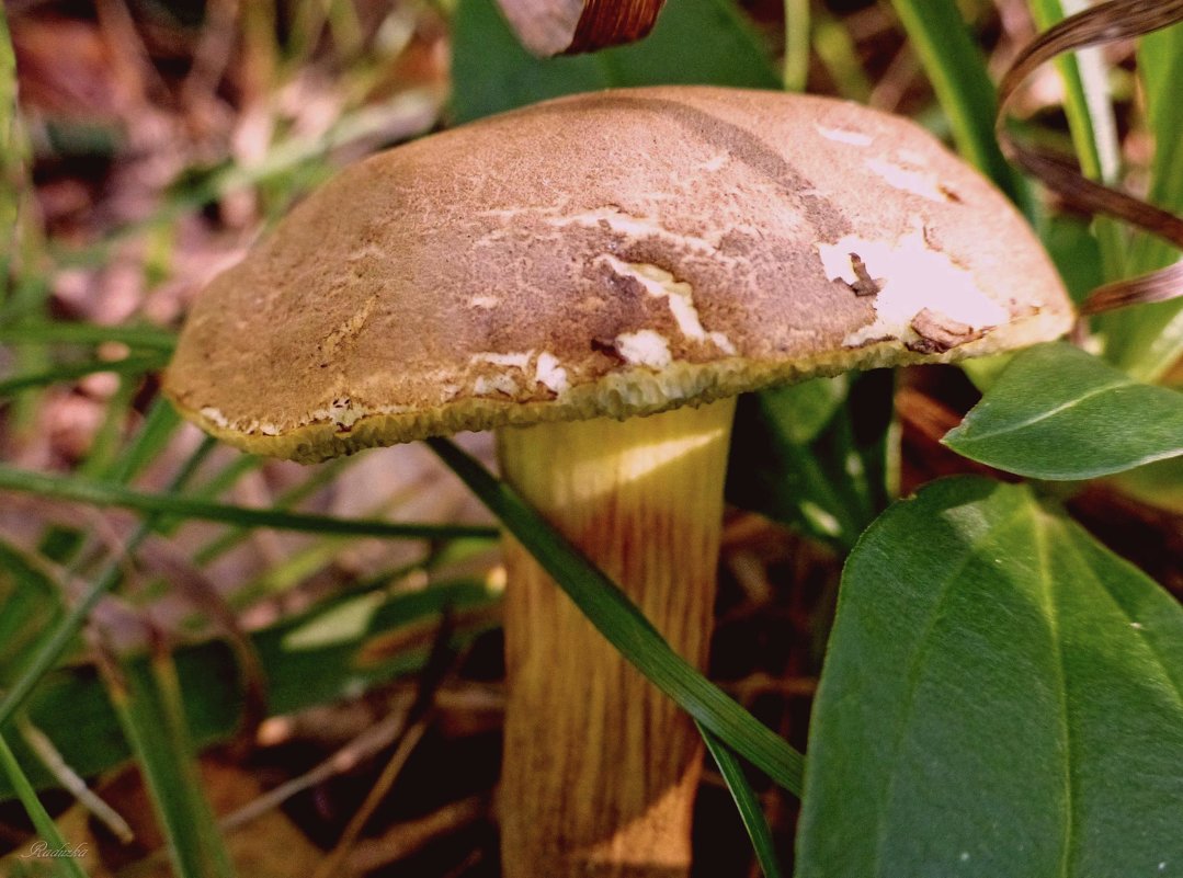 Моховичок - Raduzka (Надежда Веркина) Моховичок - Raduzka (Надежда Веркина)