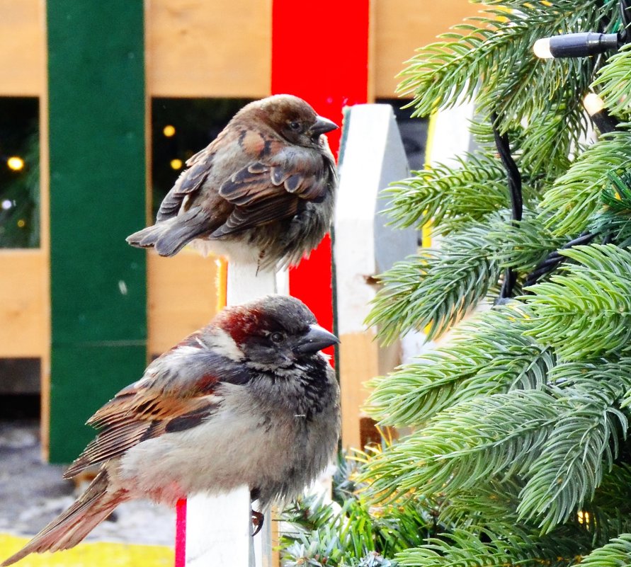 Два товарища - Галина Aleksandrova Два товарища - Галина Aleksandrova