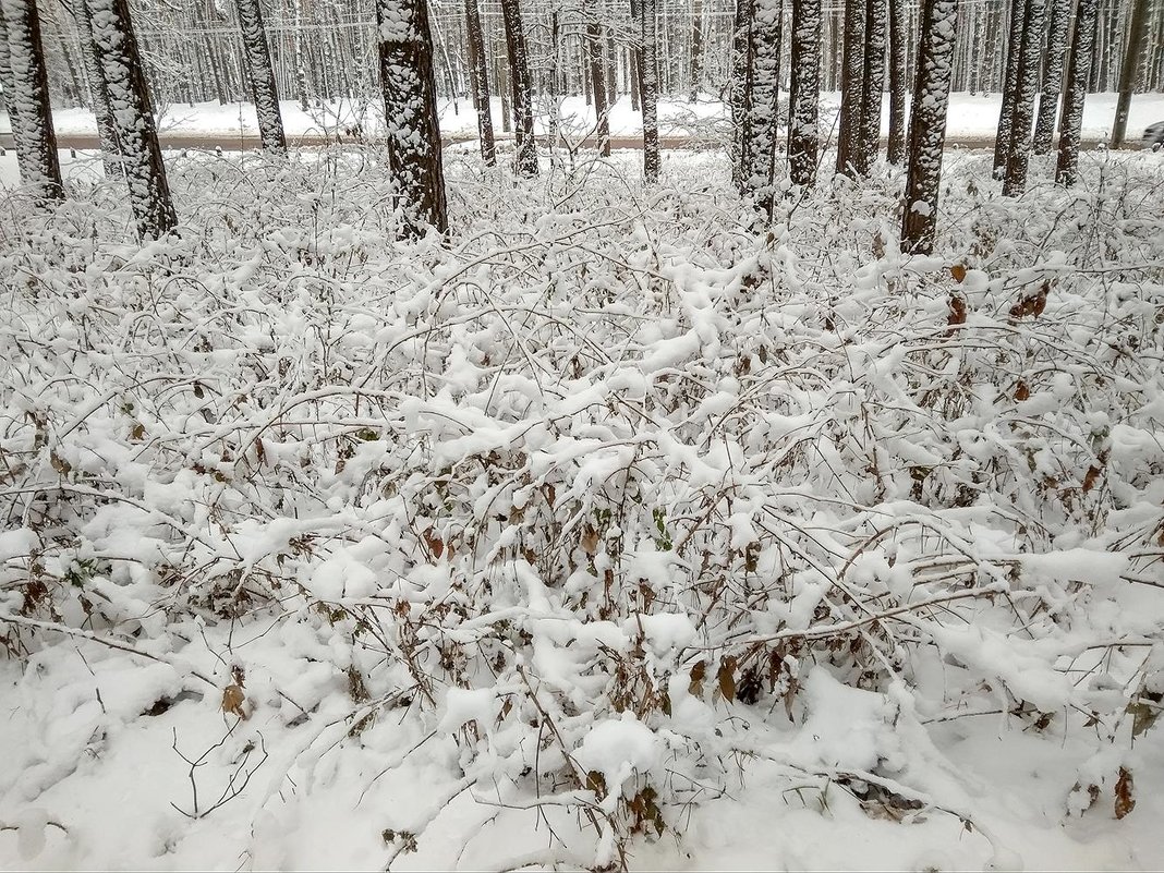 Снежное обрамление - Сергей Тарабара
