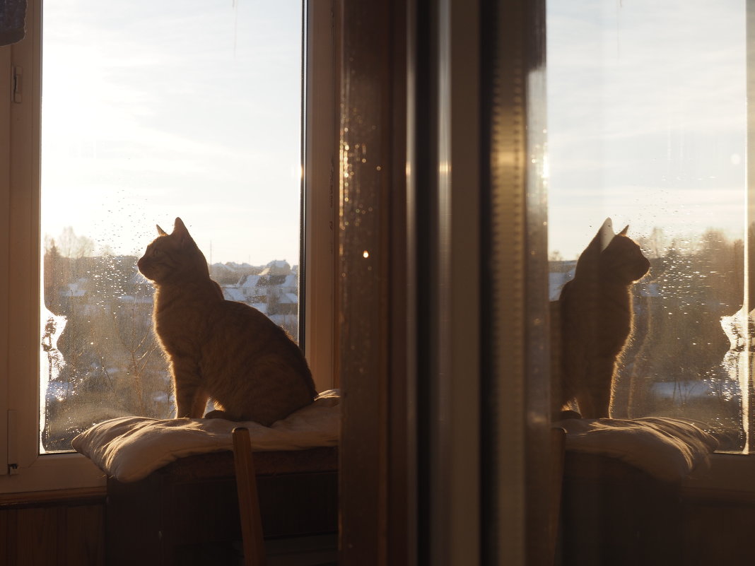 Рыжий. - Ильсияр Шакирова Рыжий. - Ильсияр Шакирова