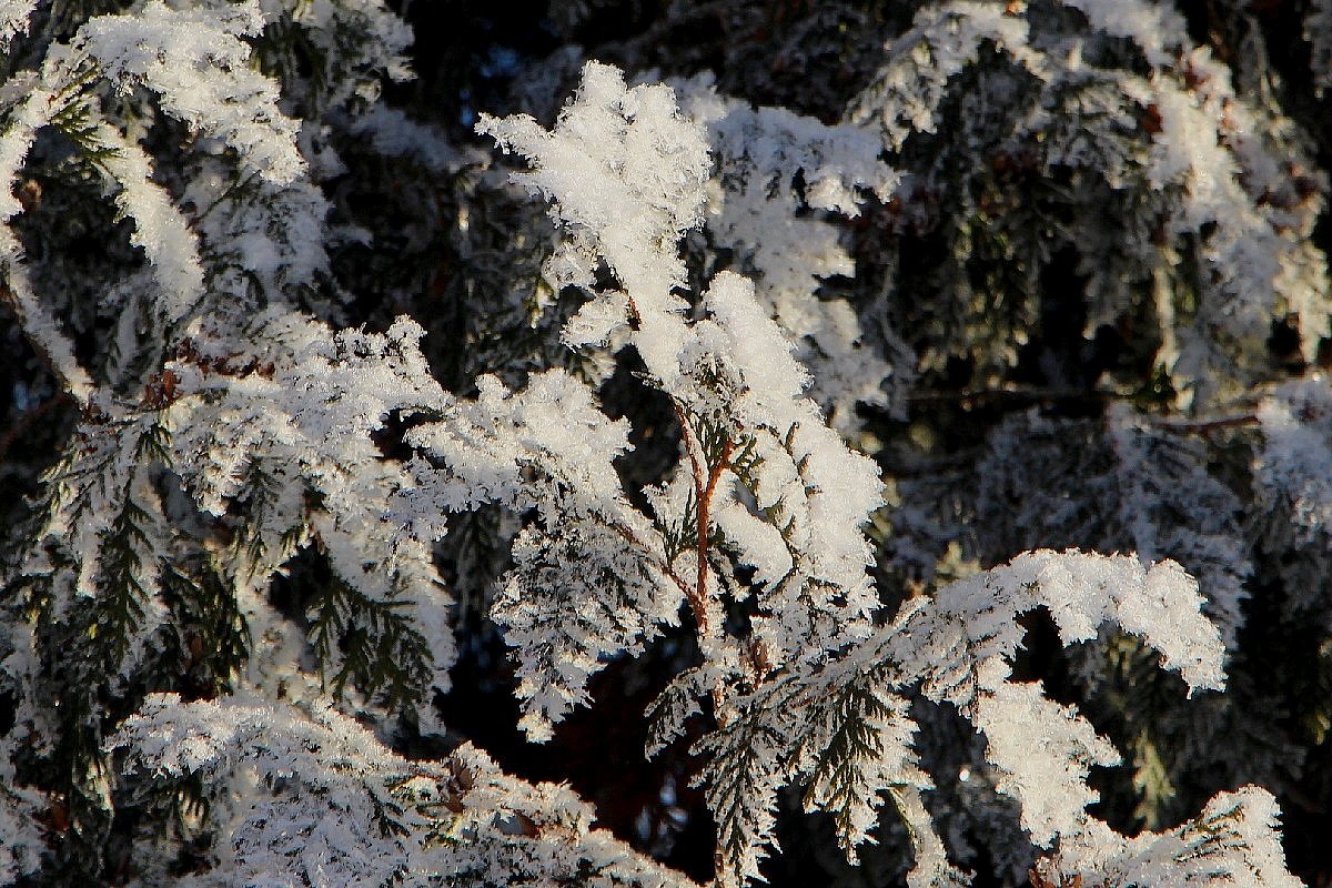 Тую украсил иней - Надежд@ Шавенкова Тую украсил иней - Надежд@ Шавенкова