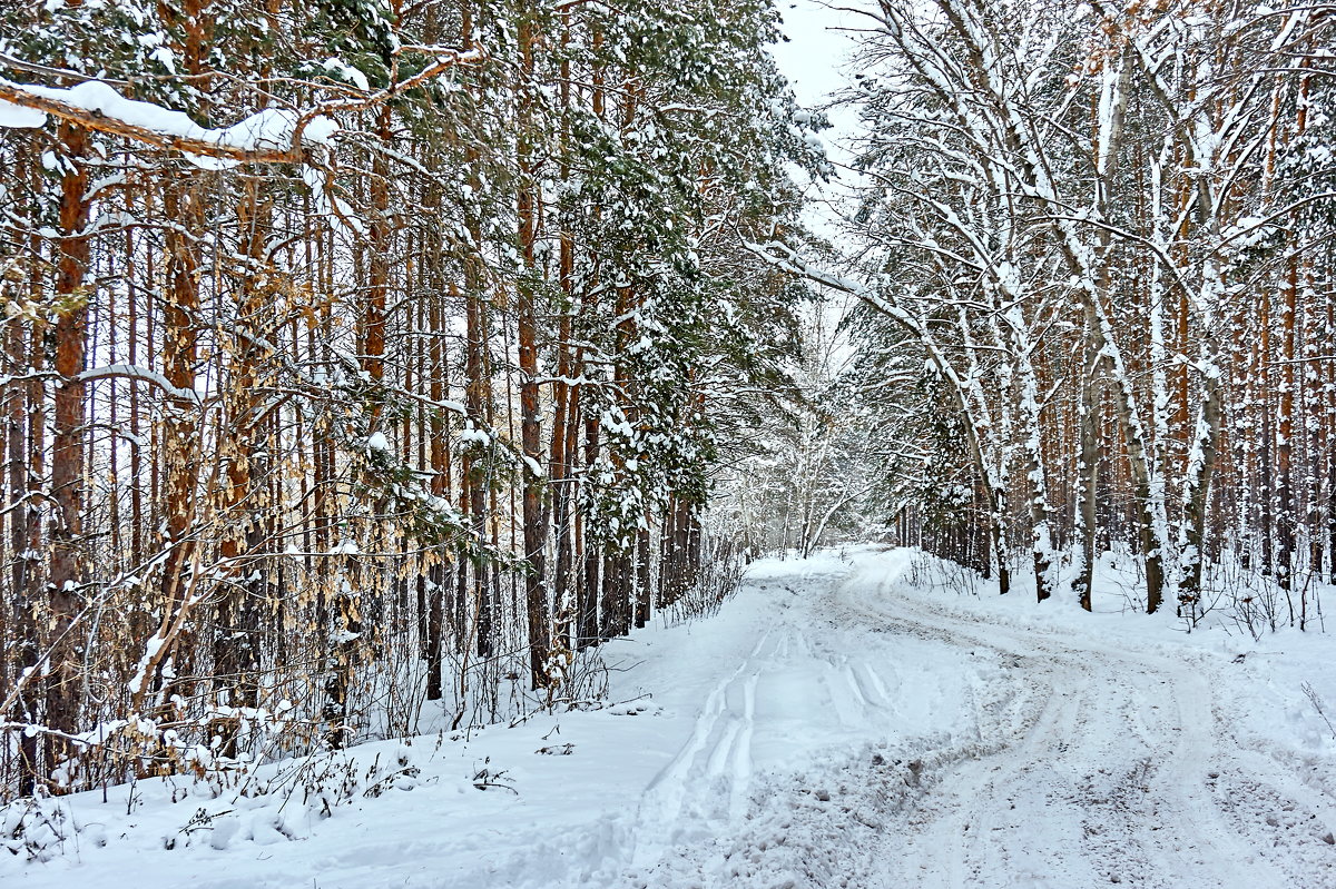 Рождественский лес - berckut 1000