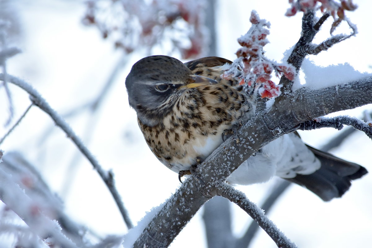 дрозд. - Алексей .