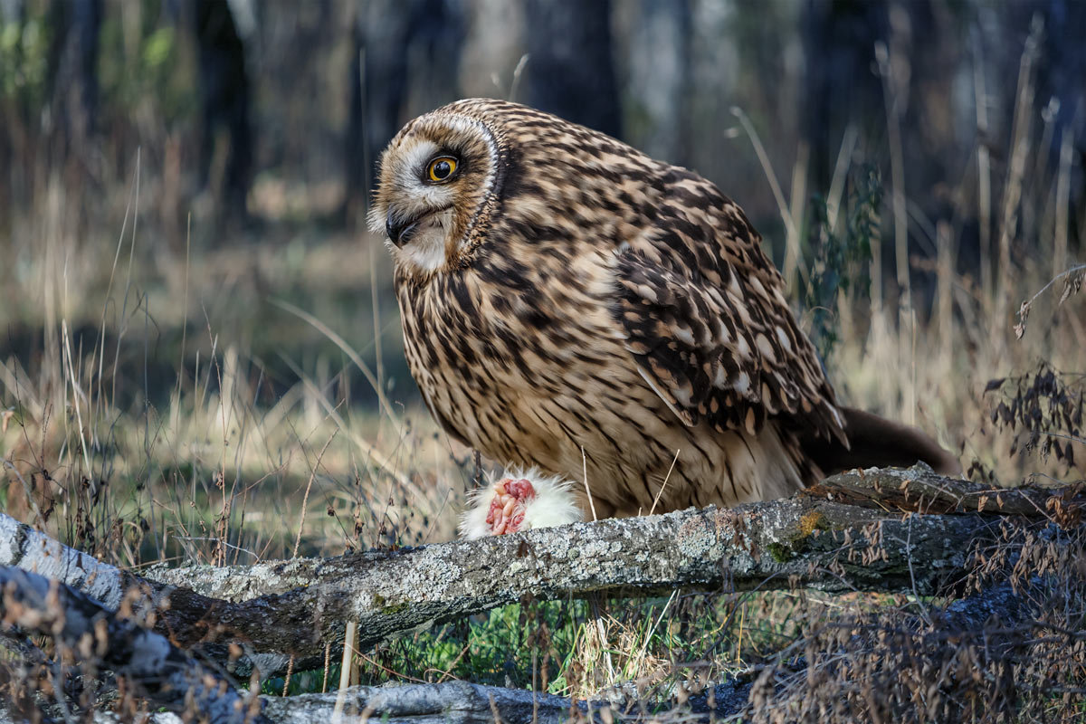 Филин - Nn semonov_nn