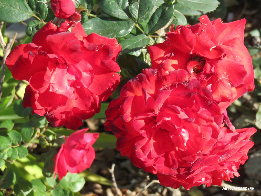 Розы. - Валерьян Запорожченко Розы. - Валерьян Запорожченко