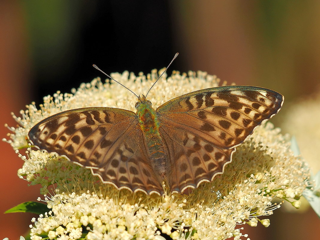 Подиум для бабочки - Евгений Седов Подиум для бабочки - Евгений Седов