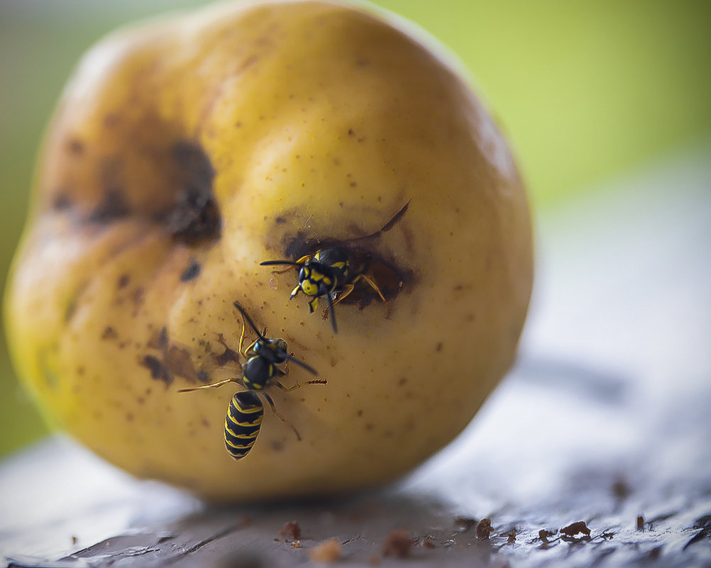 *** - Евгений Барзенков