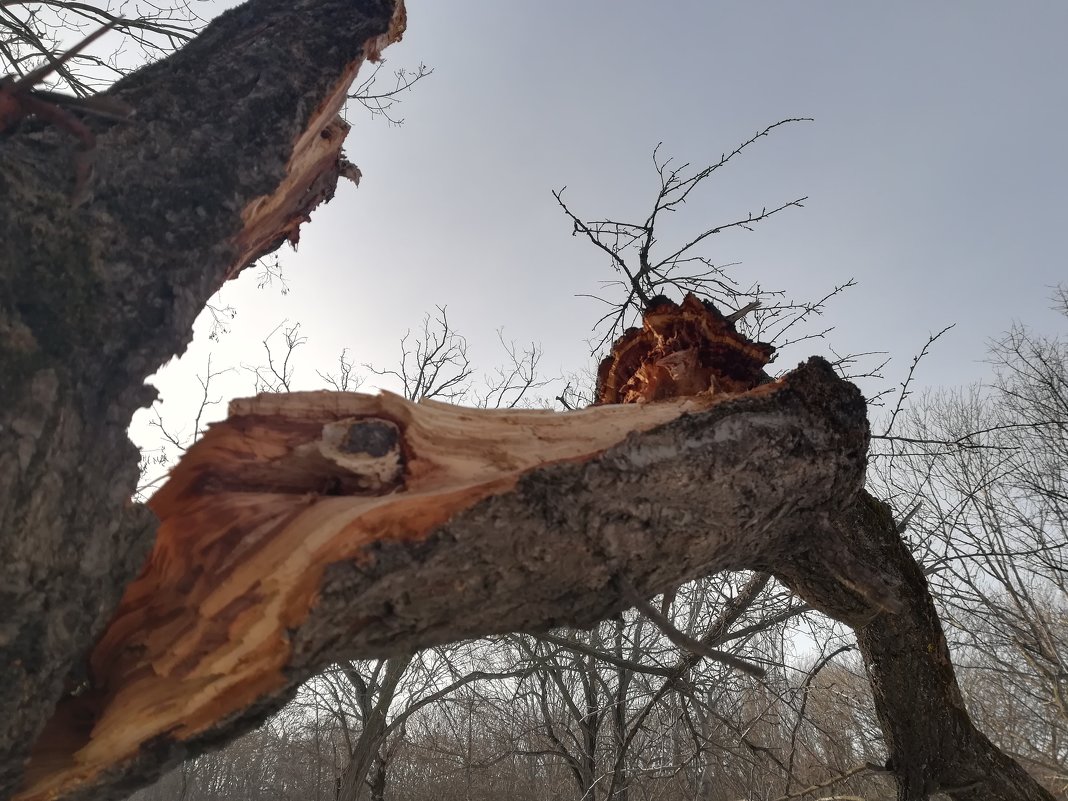 Ветхое деревце - Дмитрий фотограф