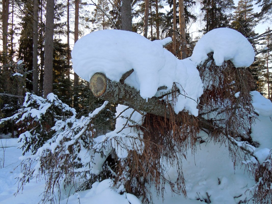 Смотрит - Татьяна Егорова