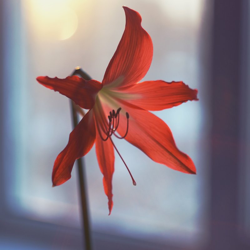 Зимний рассвет - София 