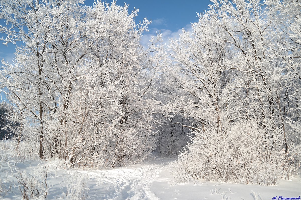 К лесу на лыжах иду я, почти не дыша... Ах, зимняя сказка, как ты хороша! - Андрей Заломленков К лесу на лыжах иду я, почти не дыша... Ах, зимняя сказка, как ты хороша! - Андрей Заломленков