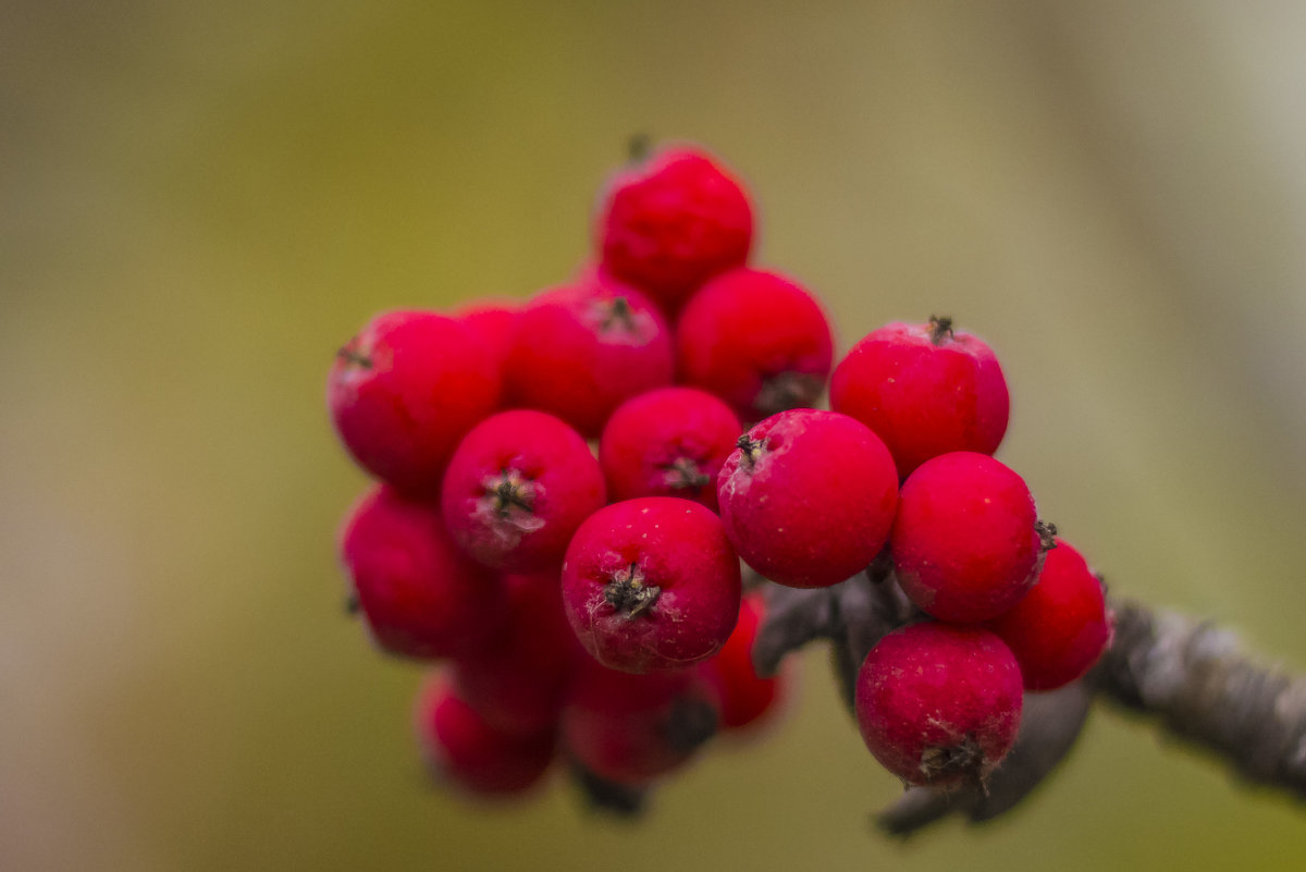 ягоды осени - Петр Беляков ягоды осени - Петр Беляков