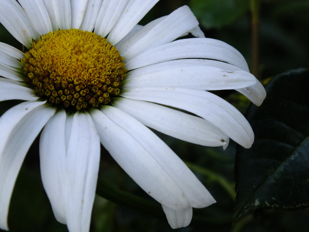 Милая ромашка - Дарья Яковлева Милая ромашка - Дарья Яковлева