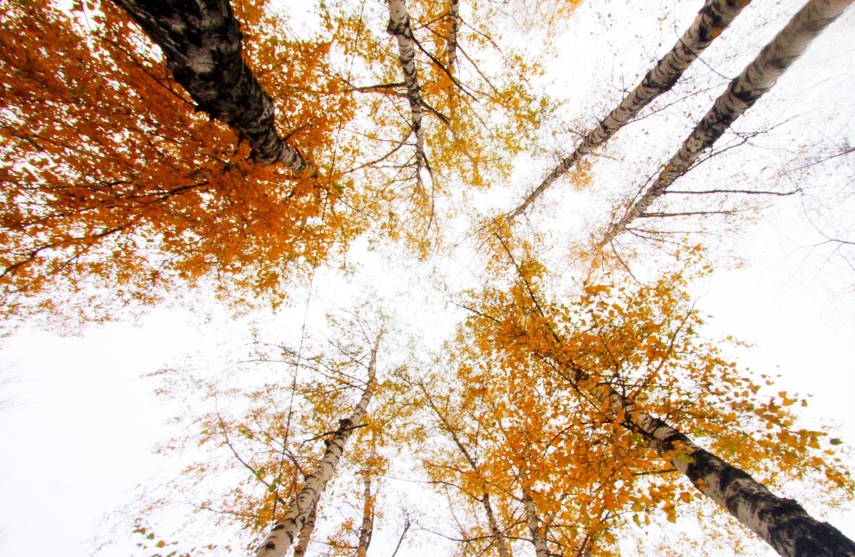 ... - Александр ***