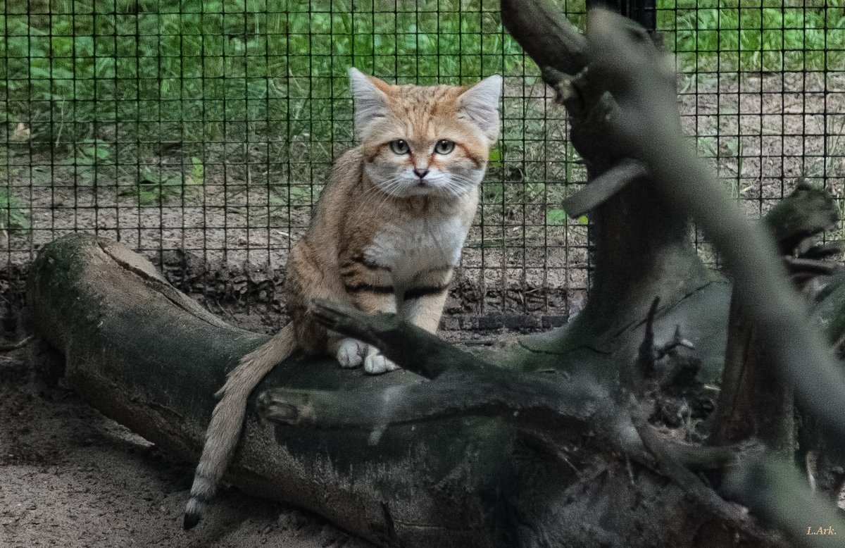 Барханный кот - Аркадий Лаптенко