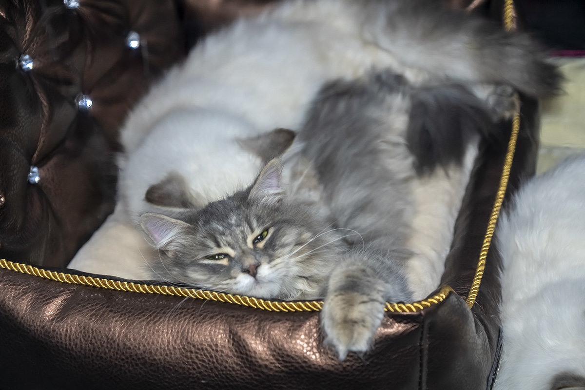 Выставка кошек в Сокольниках "Мистер Кот" - Игорь Герман Выставка кошек в Сокольниках "Мистер Кот" - Игорь Герман