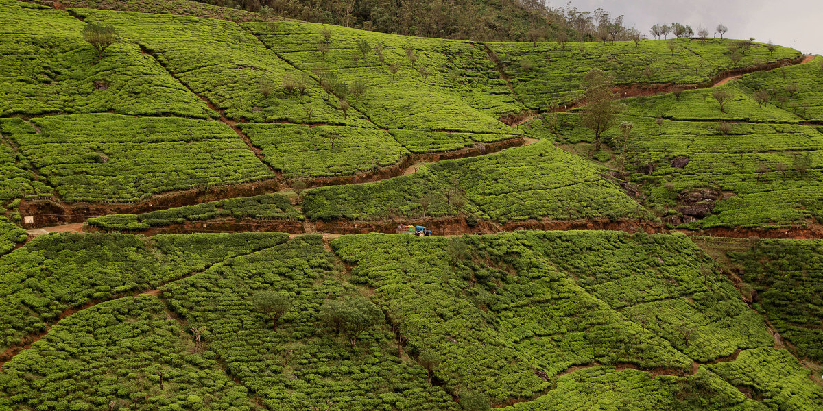 Чай - Владимир Чай - Владимир