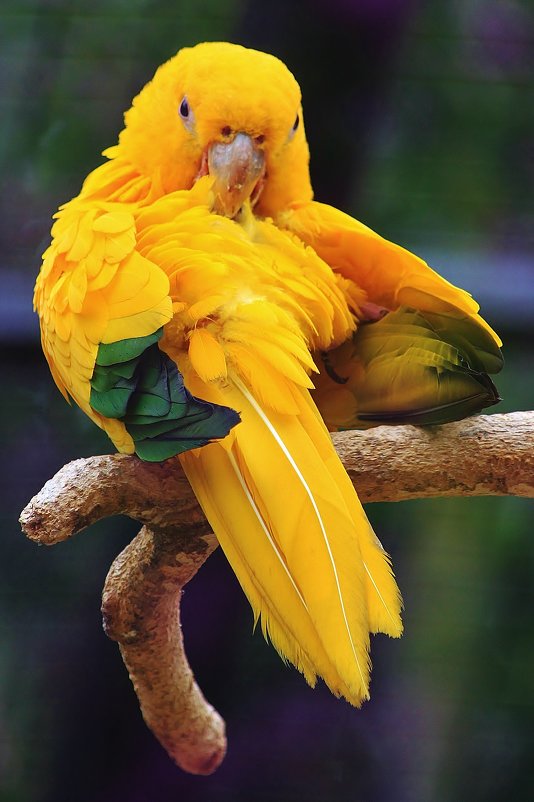 Почистим пёрышки - Natali Positive Почистим пёрышки - Natali Positive