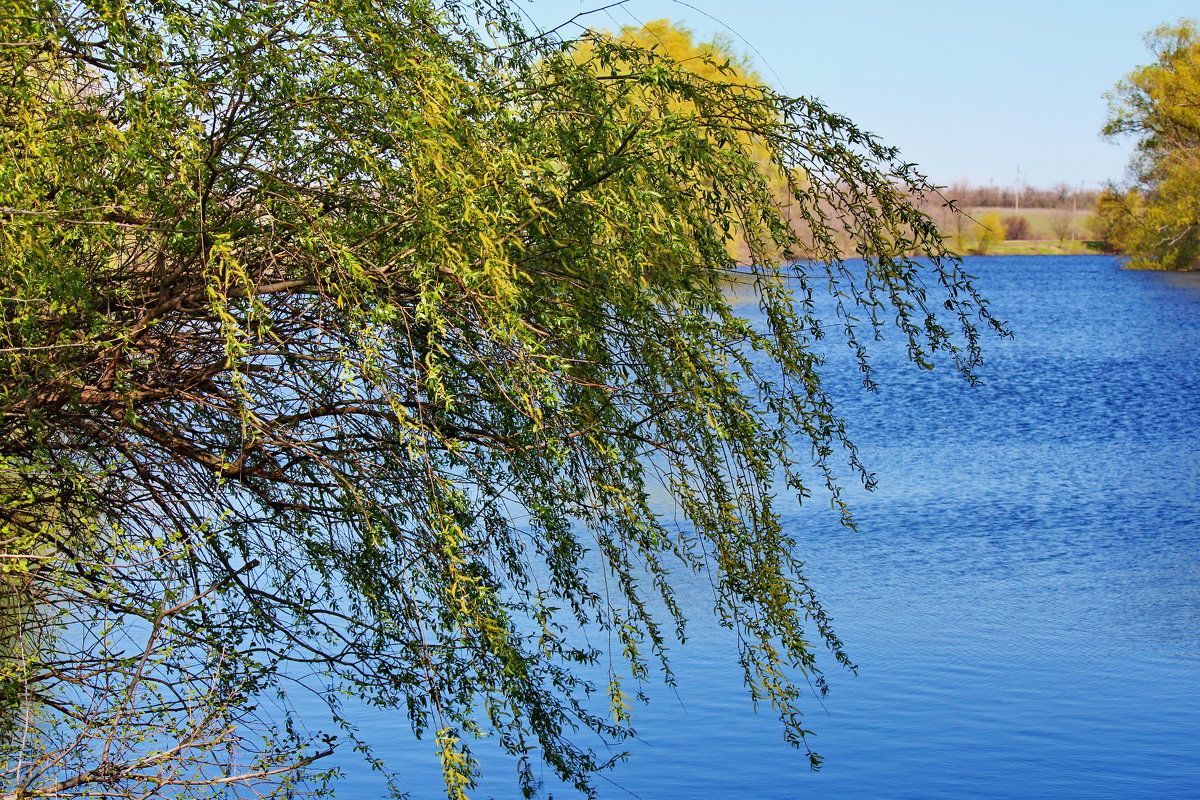 Весной - kentiya Весной - kentiya