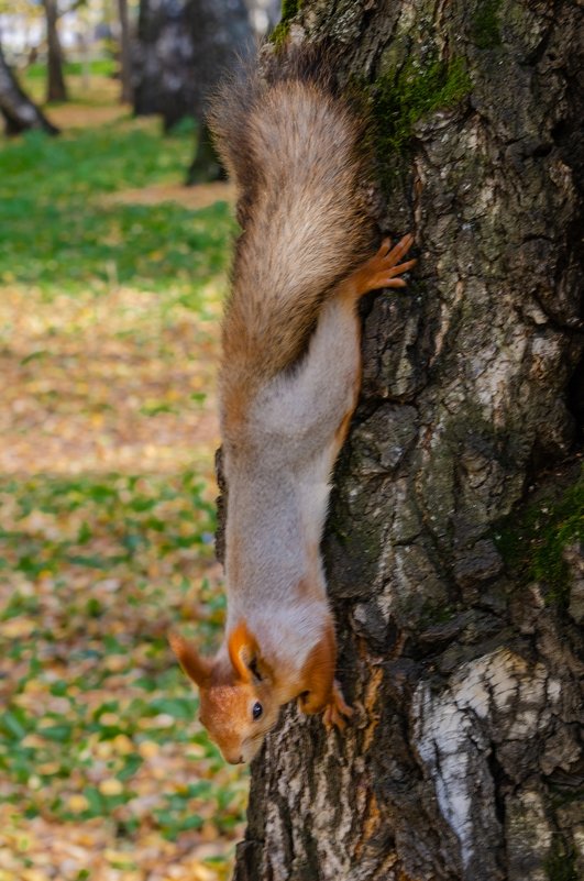 белка - анатолий 