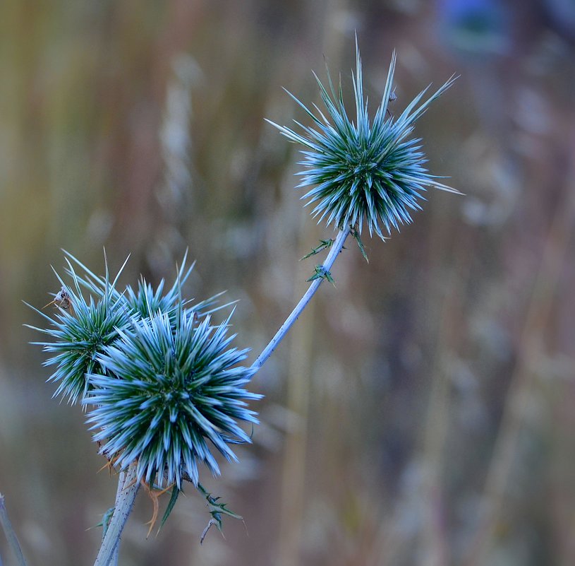 Цветочный салют с острова Родос (Греция) - Ольга Русанова (olg-rusanowa2010)