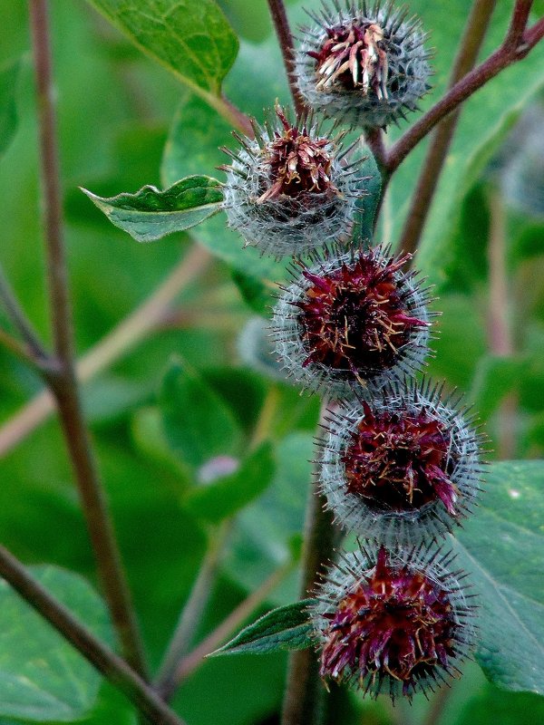 Гирлянда. - nadyasilyuk Вознюк