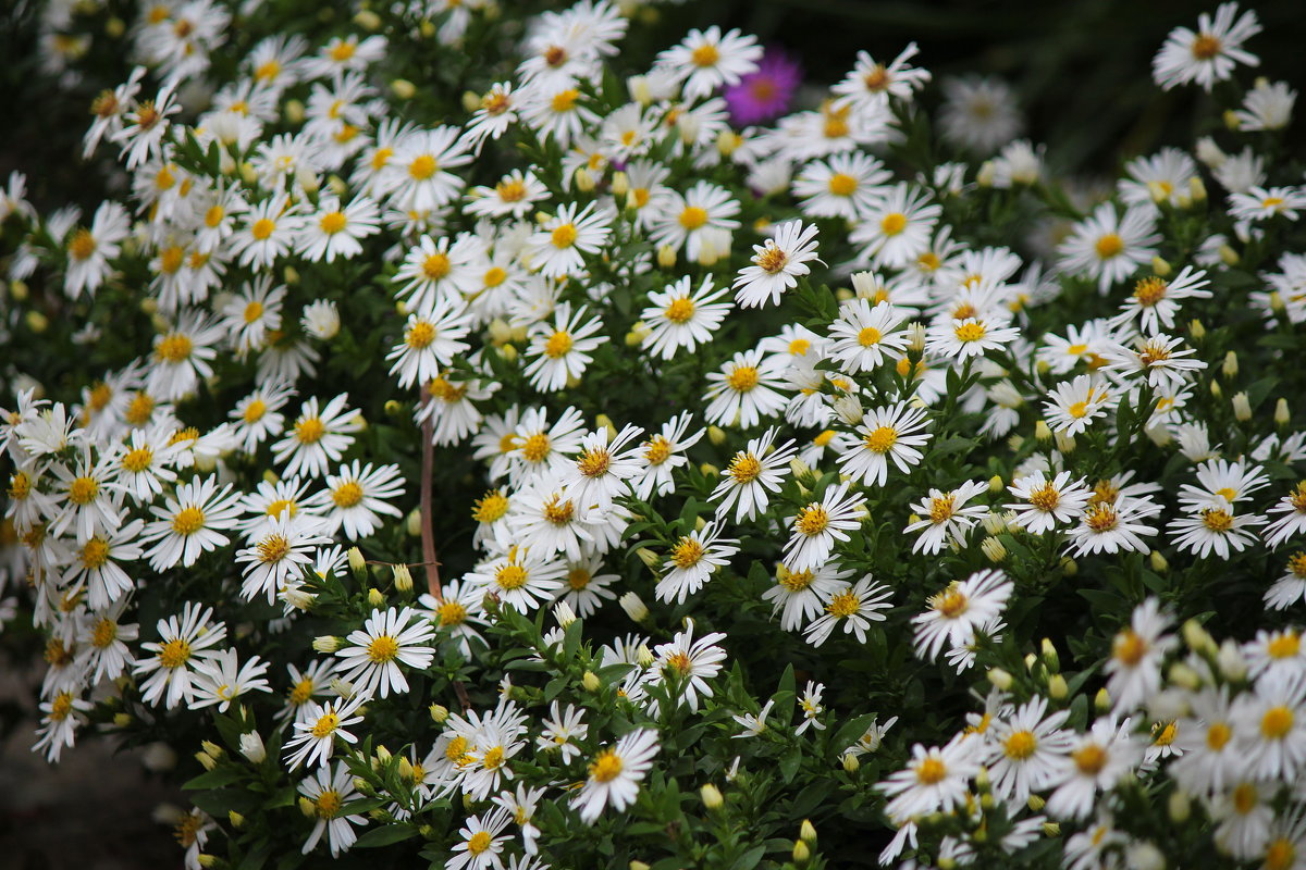 Цветочные снежинки - kentiya Цветочные снежинки - kentiya