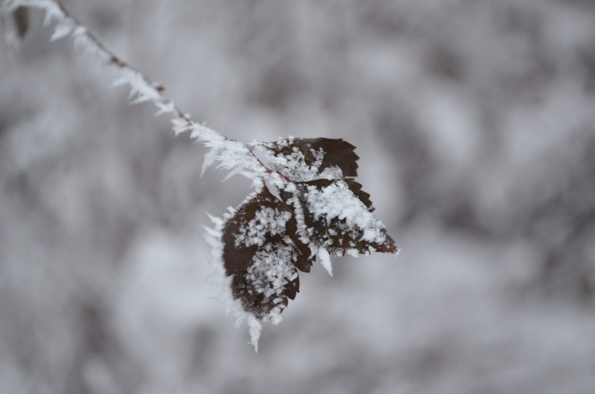Иней - Юлия Тимченко