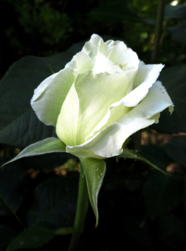 Розы... розы... - Вячеслав Медведев Розы... розы... - Вячеслав Медведев