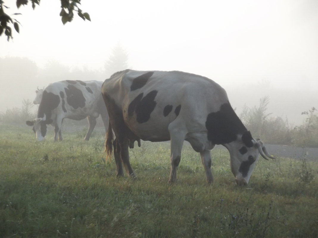 Утром в тумане - Светлана Рябова-Шатунова Утром в тумане - Светлана Рябова-Шатунова