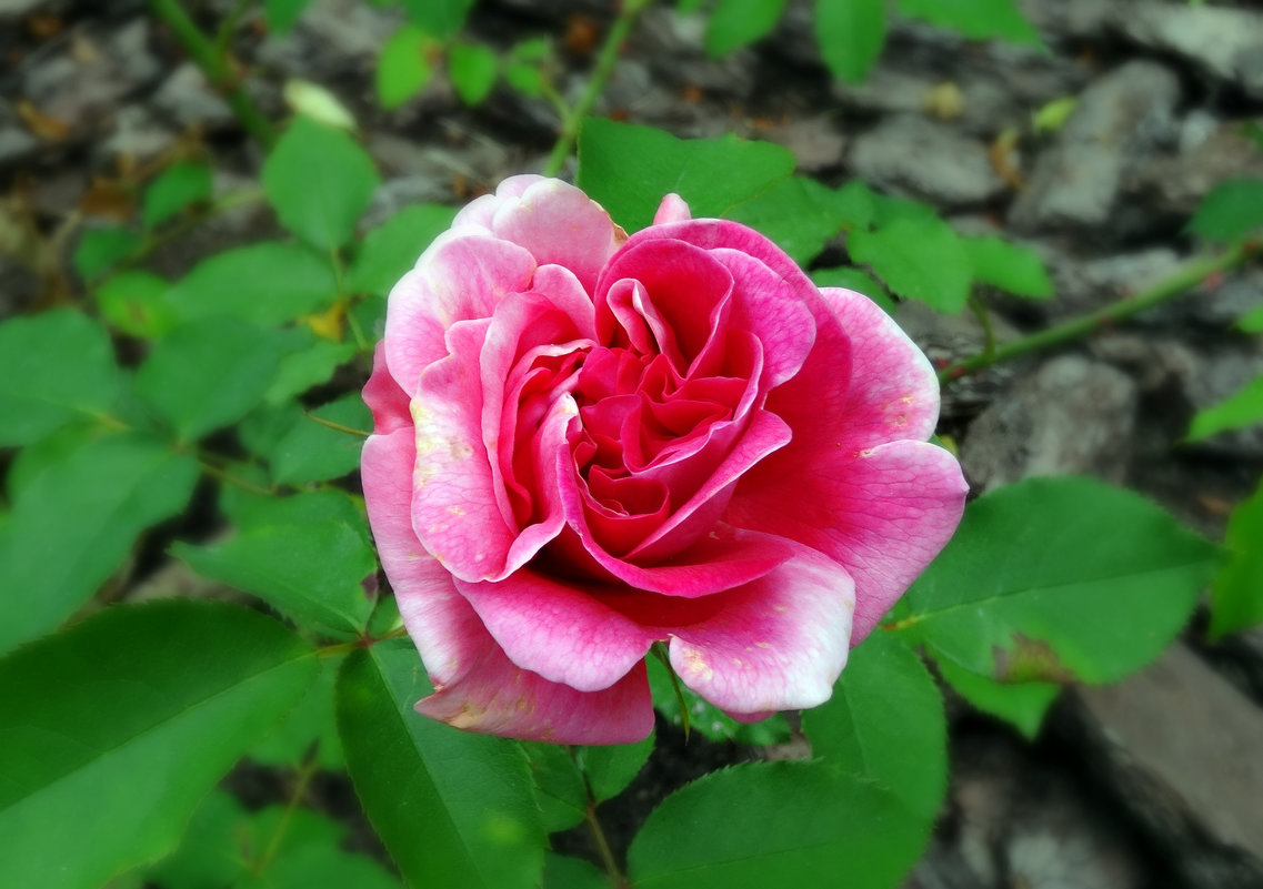 *** - Наталия Короткова