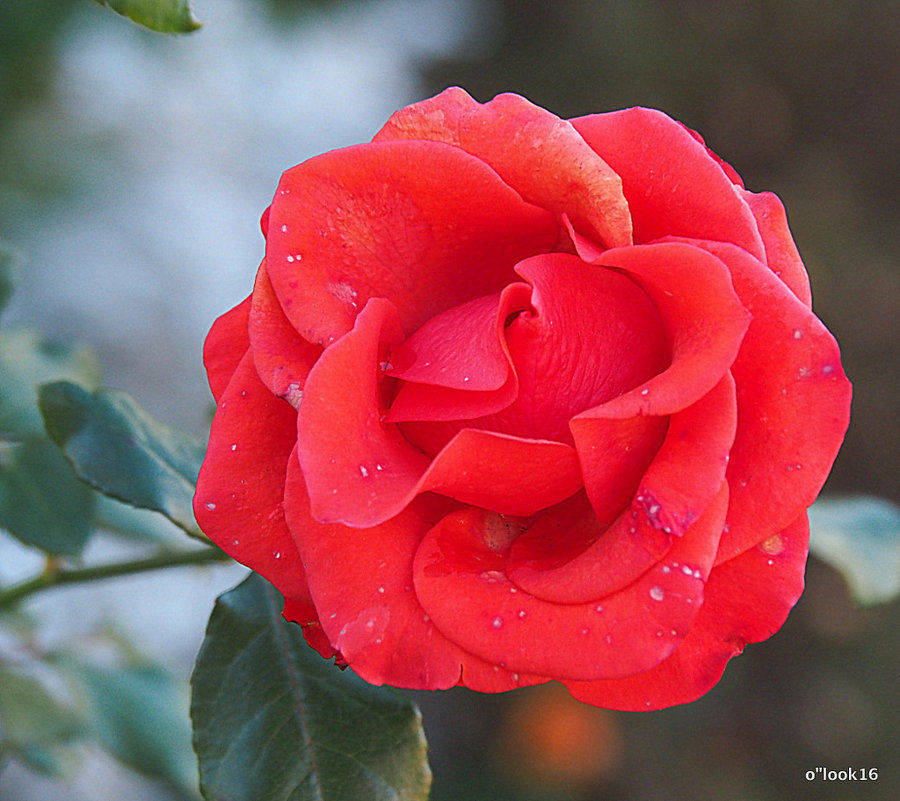 красота и тайна от природы - Олег Лукьянов красота и тайна от природы - Олег Лукьянов