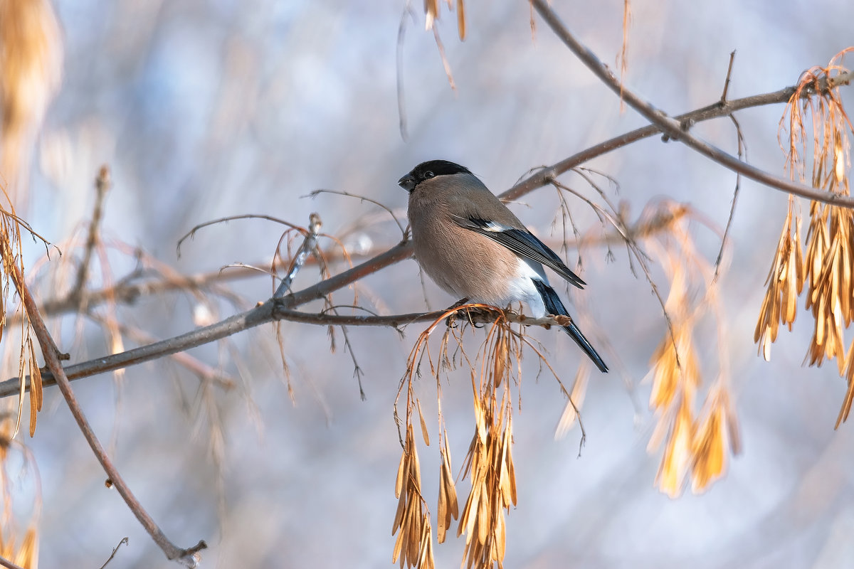 СНЕГАРОЧКА - Володька Завитушкин