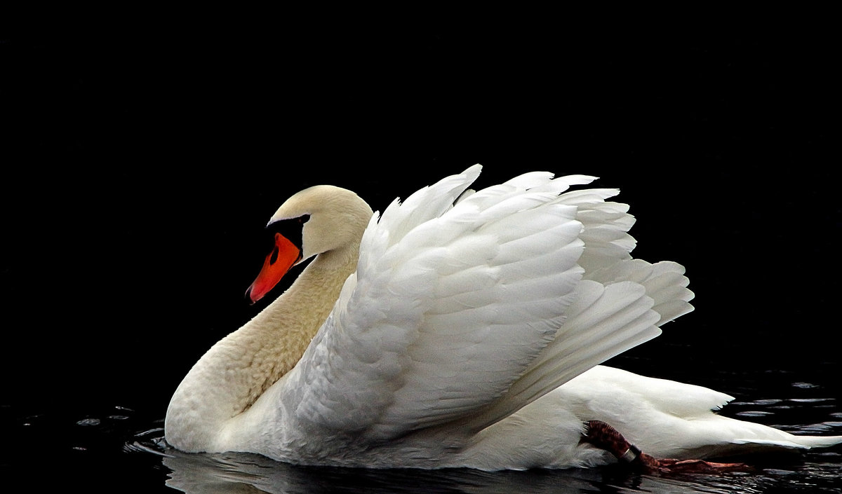 ГРАЦИЯ - Alexander Andronik