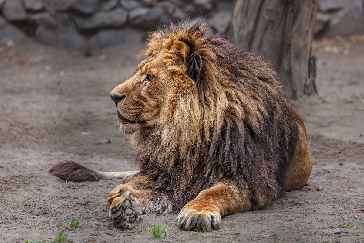 Лев - Nn semonov_nn