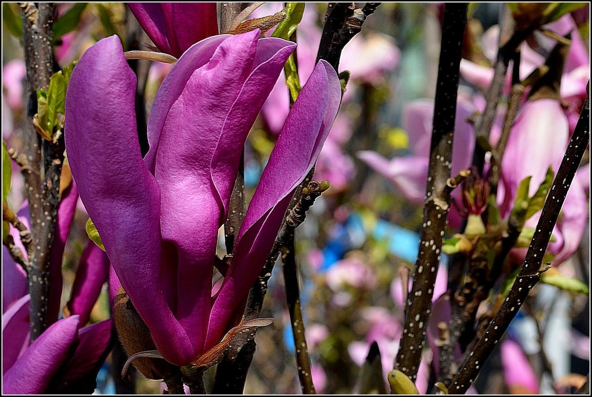 РАДОСТЬ ВЕСНЫ - Анатолий Восточный РАДОСТЬ ВЕСНЫ - Анатолий Восточный
