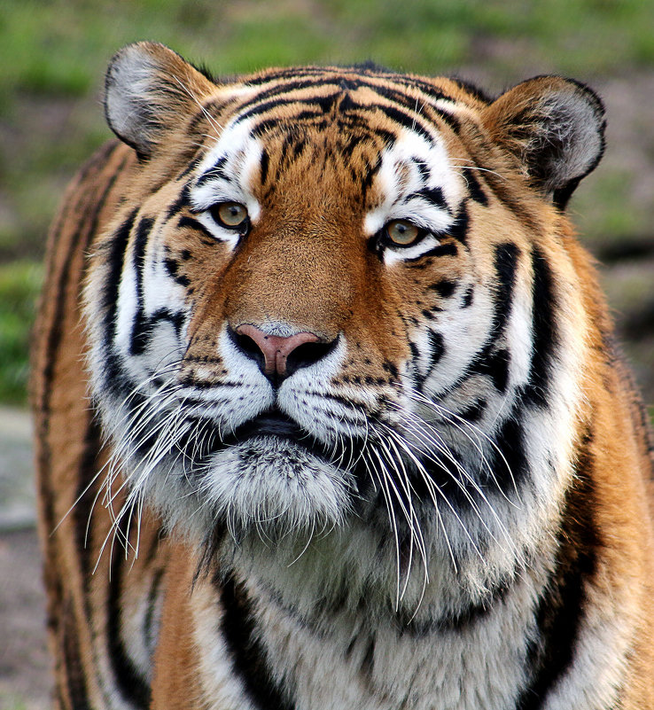 **** - Alexander Andronik **** - Alexander Andronik