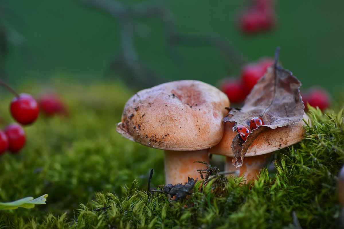 *** - Viktoriya Bilan