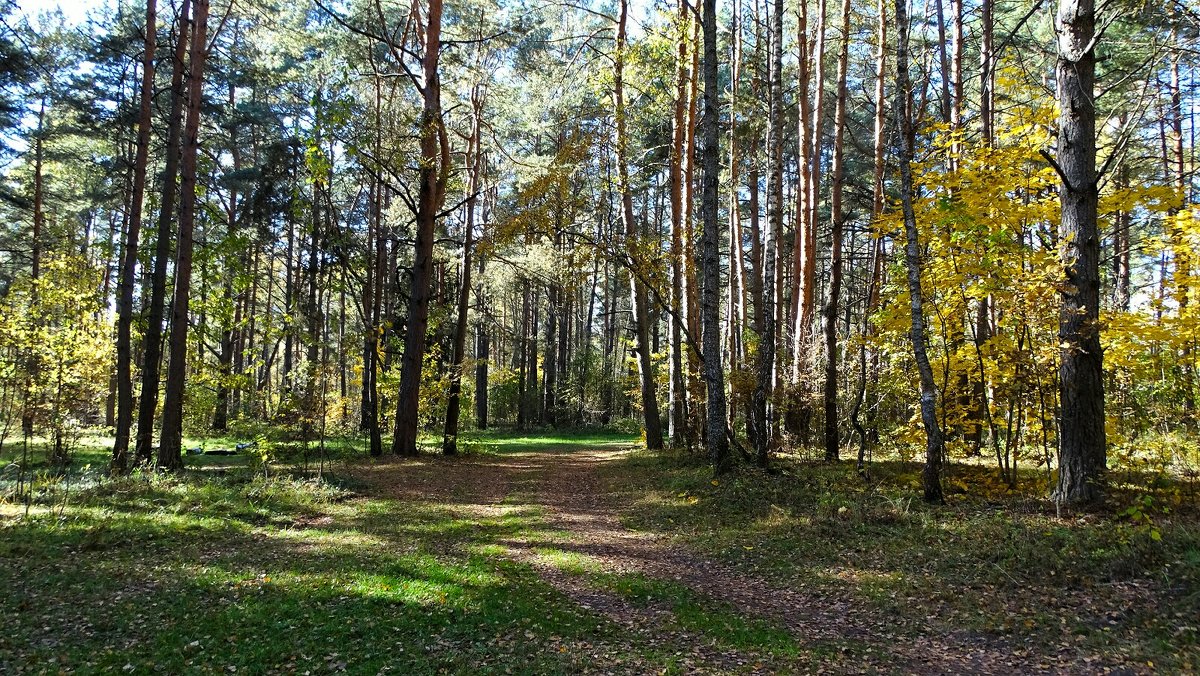 Осенняя природа - Милешкин Владимир Алексеевич 